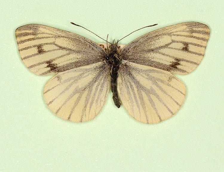 Pieris napi female (aberrant form basinigra) (Internet Image property of respective owner, non-commercial use only)
